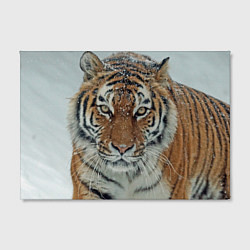 Холст прямоугольный Тигр в снегу, цвет: 3D-принт — фото 2