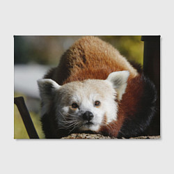 Холст прямоугольный Красная панда ждёт, цвет: 3D-принт — фото 2