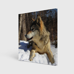 Холст квадратный Волк лежит на снегу, цвет: 3D-принт