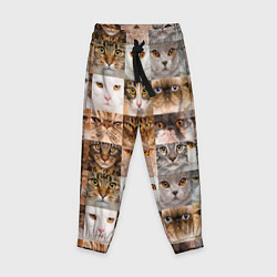 Детские брюки Pedigreed cats