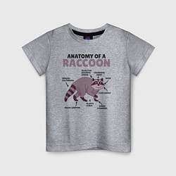 Детская футболка Анатомия енота
