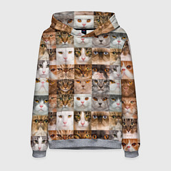 Мужская толстовка Pedigreed cats
