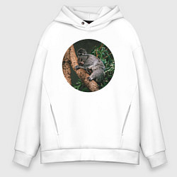 Мужское худи оверсайз Коала уснула