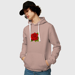 Толстовка-худи хлопковая мужская Красная роза Рисунок, цвет: пыльно-розовый — фото 2