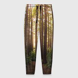 Мужские брюки Дневной лес, деревья и свет