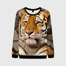 Свитшот мужской Мудрый тигр, цвет: 3D-черный
