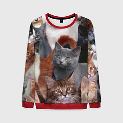 Мужской свитшот КОТЯТКИ