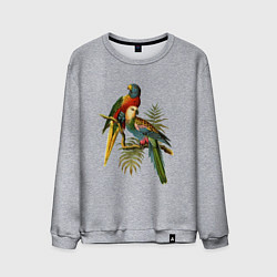 Свитшот хлопковый мужской Тропические попугаи, цвет: меланж