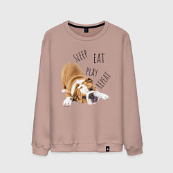 Свитшот хлопковый мужской Sleep Eat Play Repeat Бульдог, цвет: пыльно-розовый