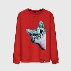 Мужской свитшот Любопытный кот