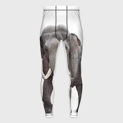 Тайтсы мужские Большой слон, цвет: 3D-принт