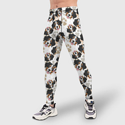 Тайтсы мужские Зенненхунд Бернский, цвет: 3D-принт — фото 2