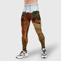 Тайтсы мужские Коровка на поле, цвет: 3D-принт — фото 2