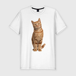 Мужская slim-футболка Рыжий кот
