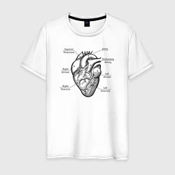 Мужская футболка Схема сердца