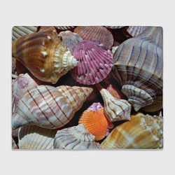 Плед флисовый Композиция из океанских ракушек, цвет: 3D-велсофт
