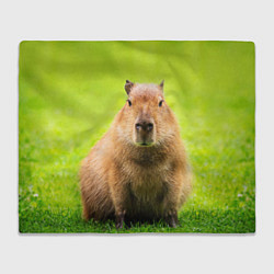 Плед Capybara on green grass