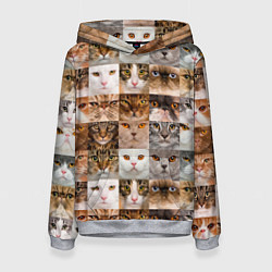 Женская толстовка Pedigreed cats