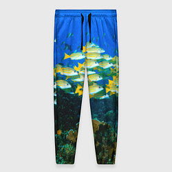 Женские брюки Коралловые рыбки