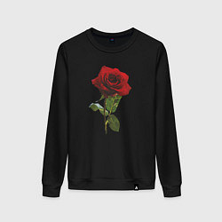 Женский свитшот Красивая красная роза
